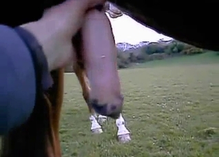 POV handjob for a hot stallion boner