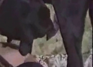 Dirty dog enjoying extreme bestiality on cam