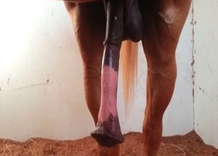 This stallion can go from flaccid to erect in seconds