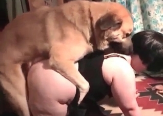 Racy retriever enjoying gaping that tight hole