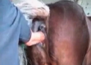 Gorgeous-looking horse is about to fuck a guy