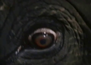 Elephant showing its massive elephant cock